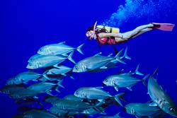 Diving the Coral Sea, Australia